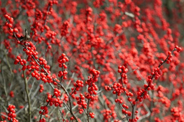 Winterberry Holly berries