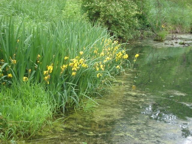 Yellow Flag Iris on water edge