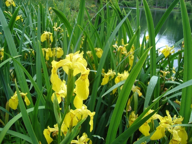 Yellow Flag Iris on water edge