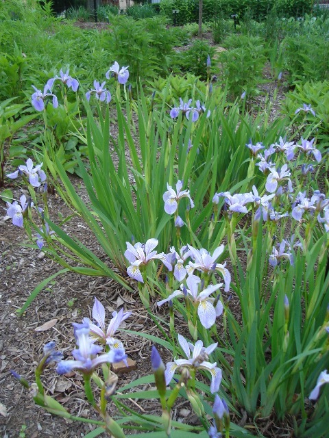 Iris versicolor flowers