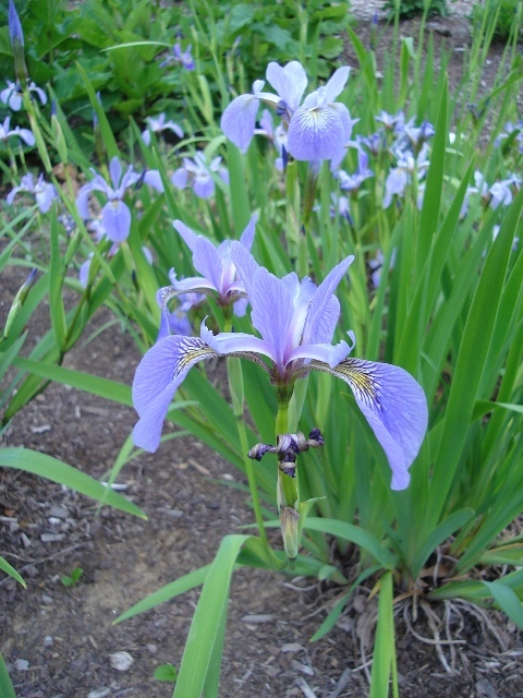 Iris versicolor flowers