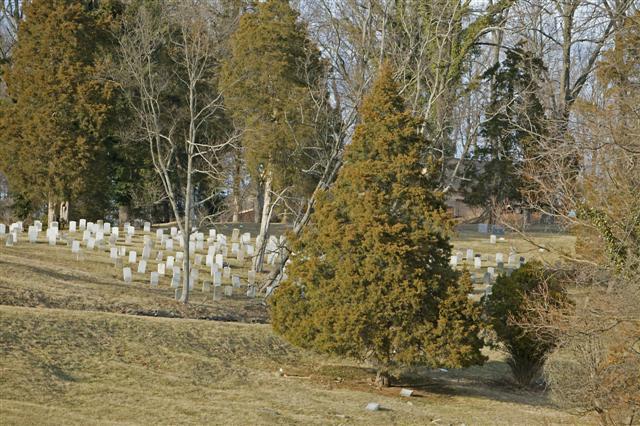 Eastern redcedar trees in cemetery