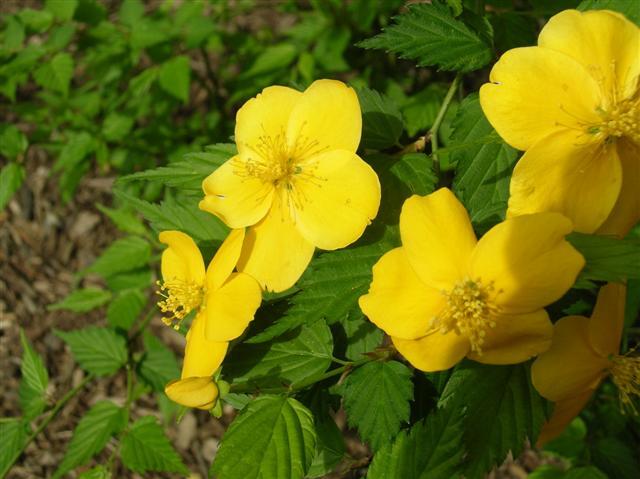 Japanese Kerria flowers