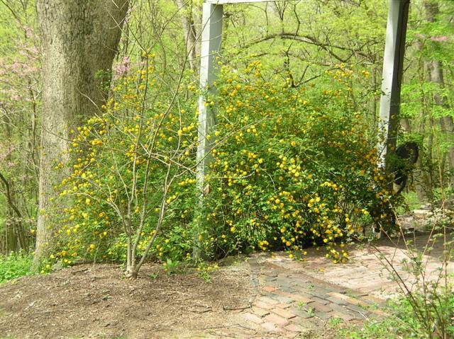 Japanese Kerria shrub