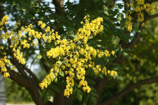 Golden Rain Tree buds