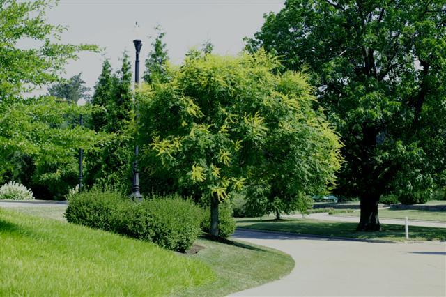 Golden Rain Tree