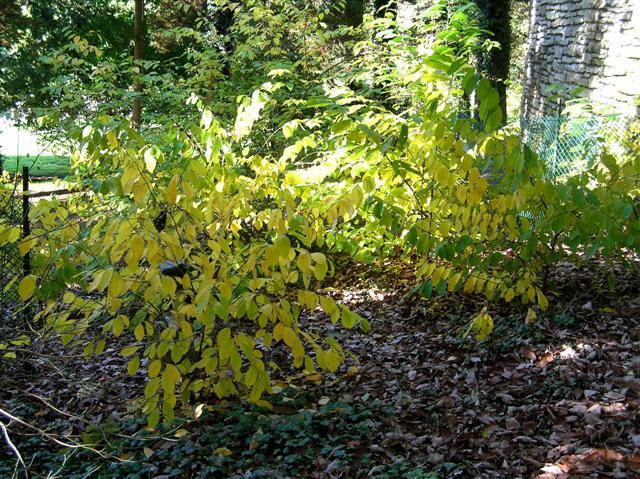 Spicebush