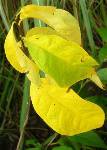 Spicebush leaves