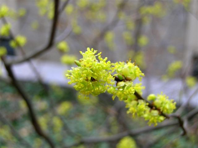 Spicebush buds