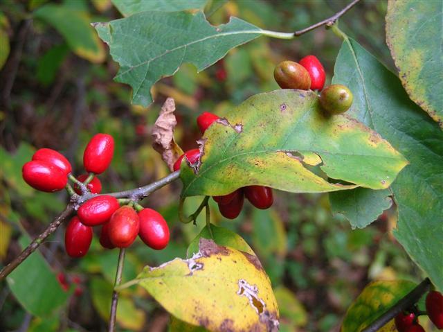 red berries