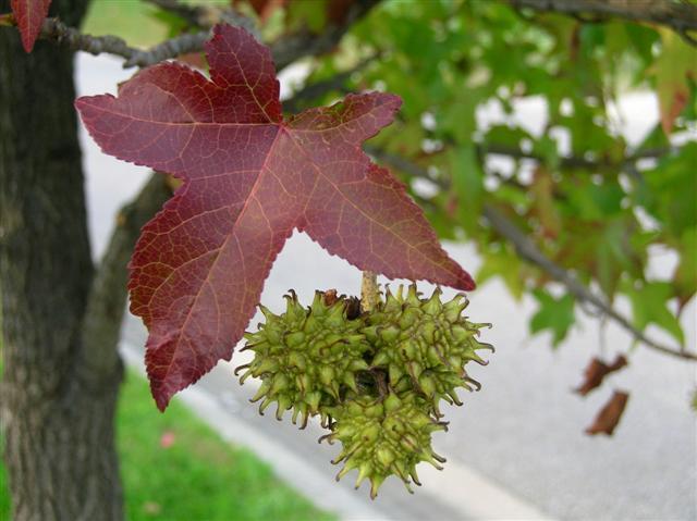 Sweetgum tree leaf