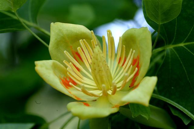 Tulip Poplar flower