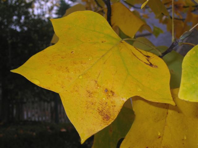 yellow leaf