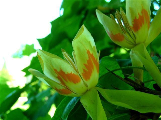 Tulip Poplar flower