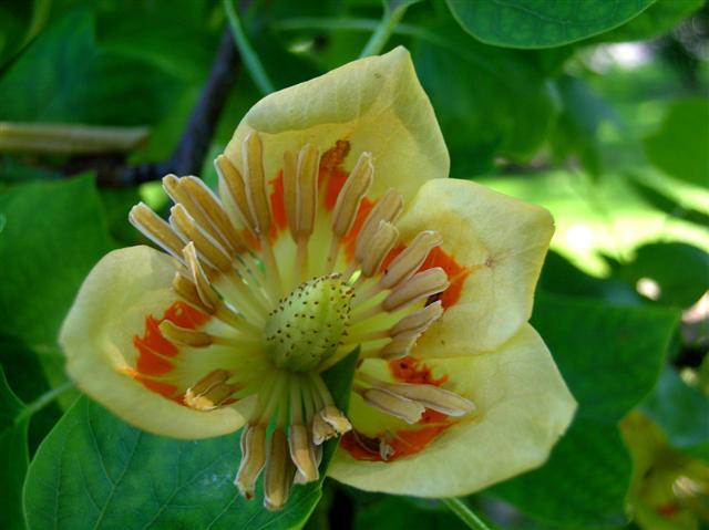 Tulip Poplar flower