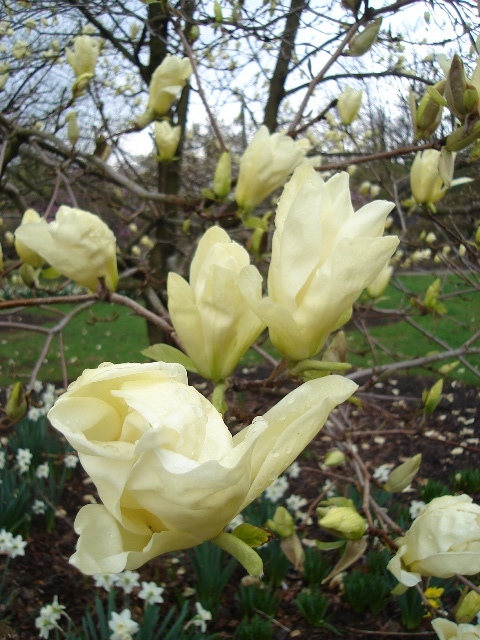 Elizabeth Magnolia tree flowers