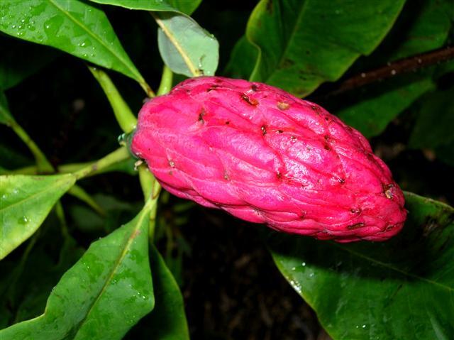  Cucumbertree Magnolia leaves and bud