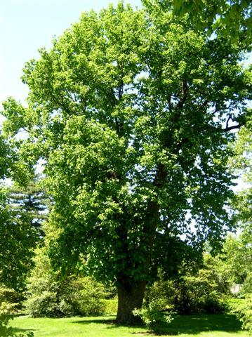 Cucumbertree Magnolia