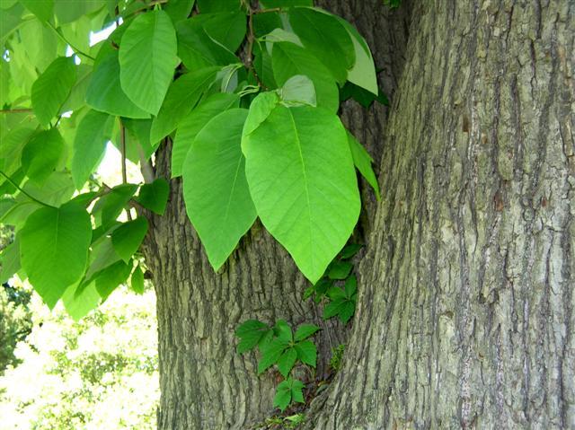  Cucumbertree Magnolia leaves