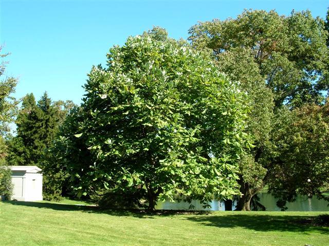 Bigleaf Magnolia tree