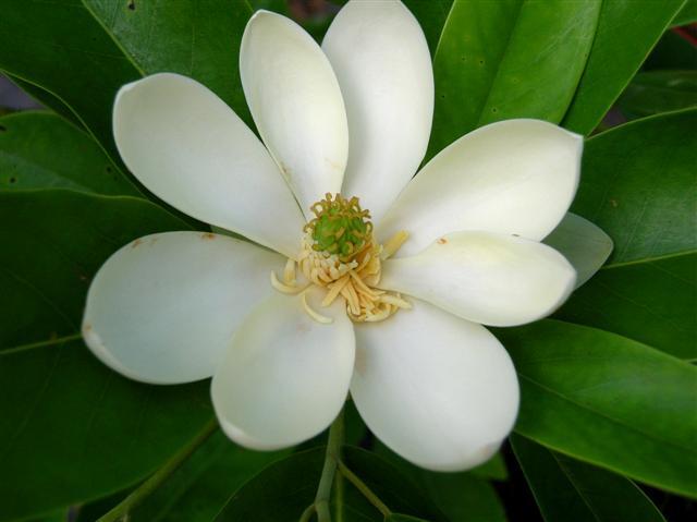 white flower