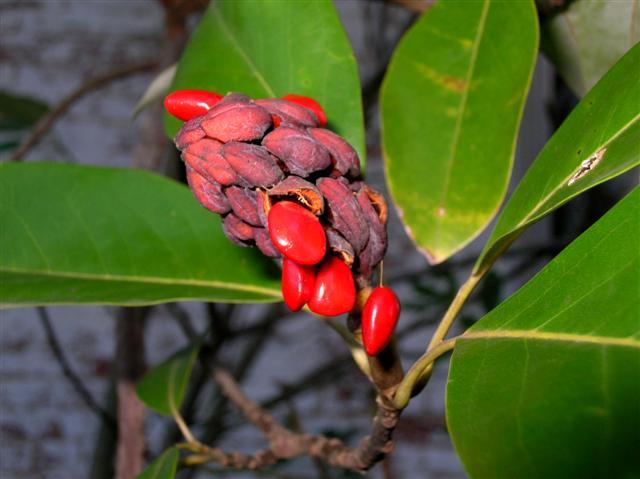 red seeds