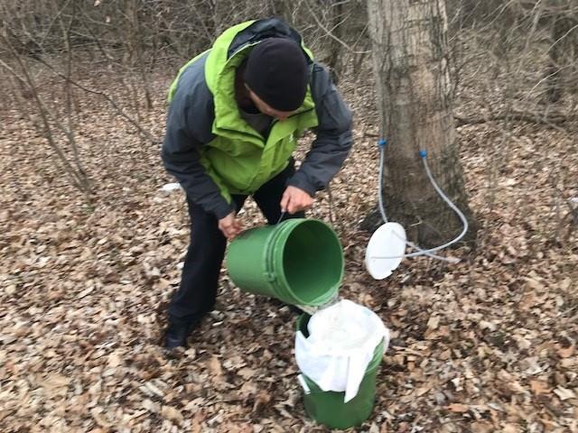 Pouring bucket of maple