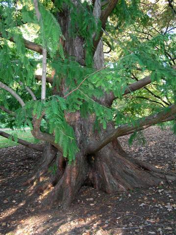 Dawn Redwood tree close-up