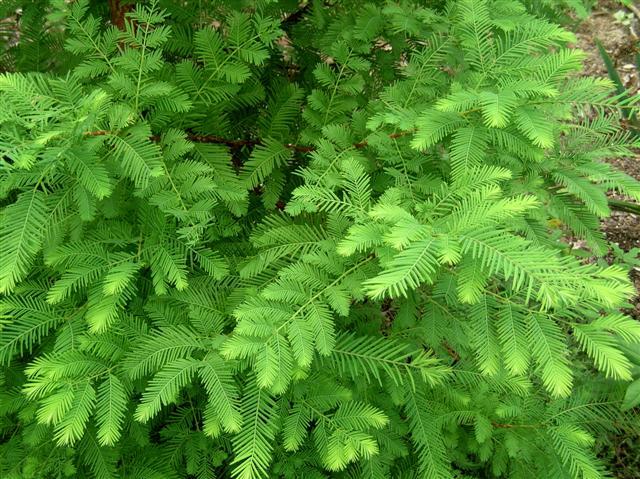 Dawn Redwood branches close-up