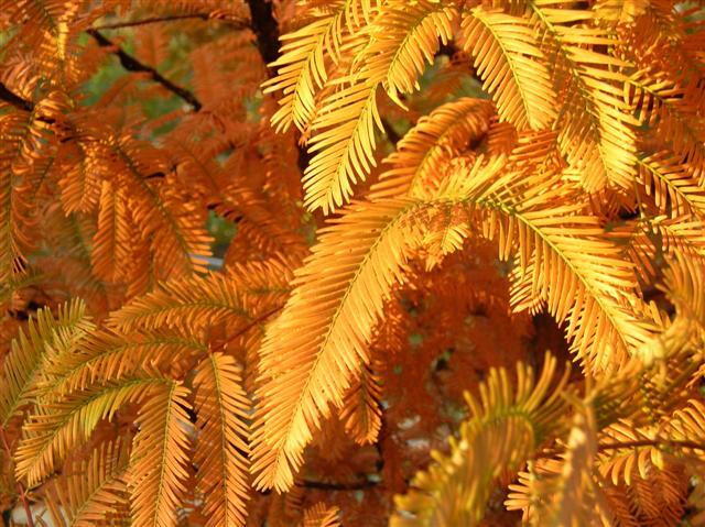 Dawn Redwood yellow branch close-up