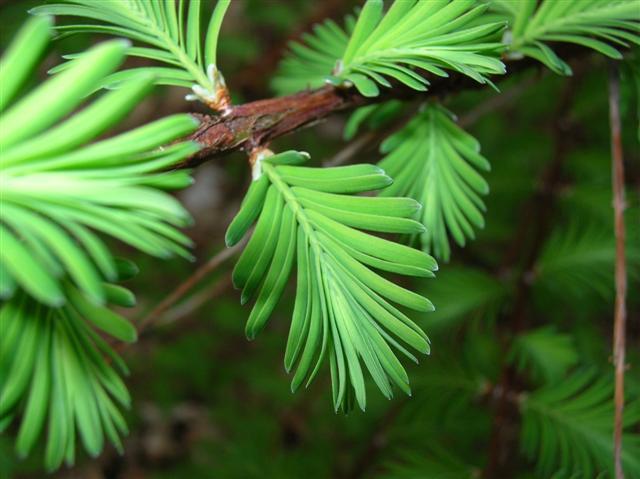 Dawn Redwood branch close-up