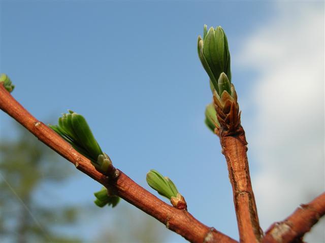 Dawn Redwood tree branch close-up