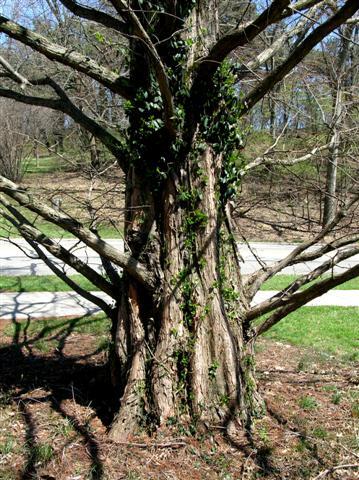 Dawn Redwood tree