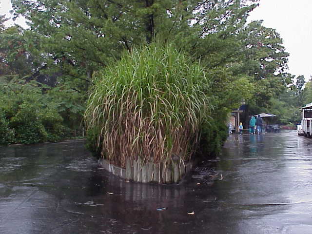 Pacific Island Silvergrass