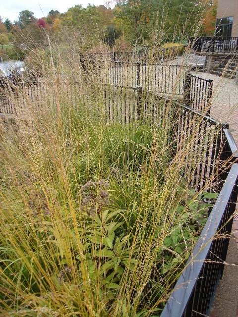 Skyracer Purple Moor Grass