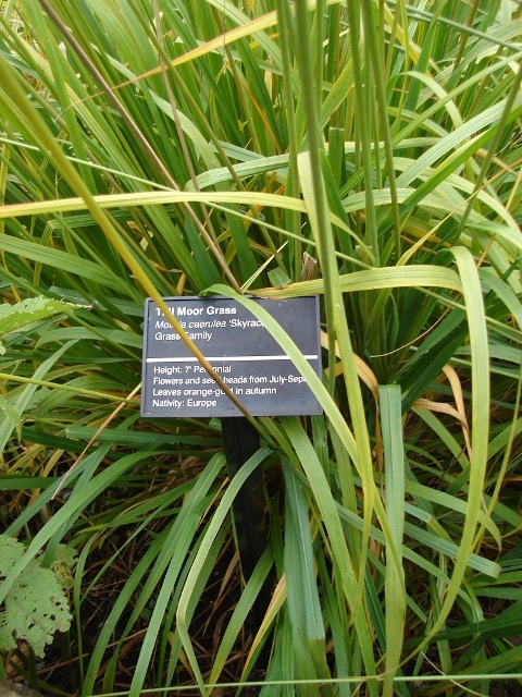 Skyracer Purple Moor Grass