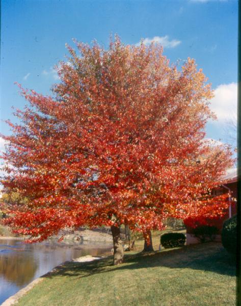 Black Gum tree