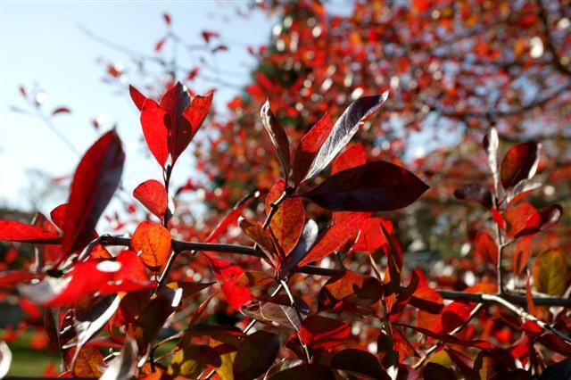 Black Gum leaves