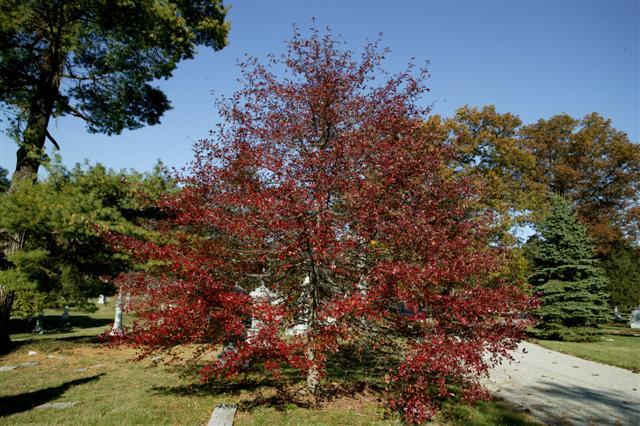 Black Gum tree