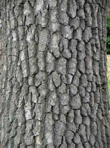 Black Gum tree trunk