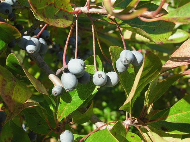 Black Gum berries and leaves