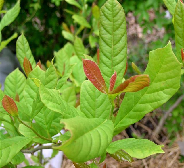 Black Gum leaves