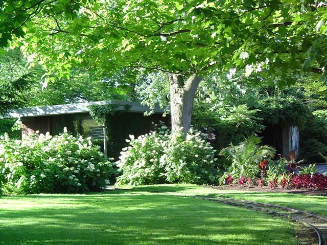 Oakleaf Hydrangea shrubs in front of house