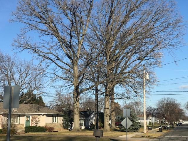 Large bare tree