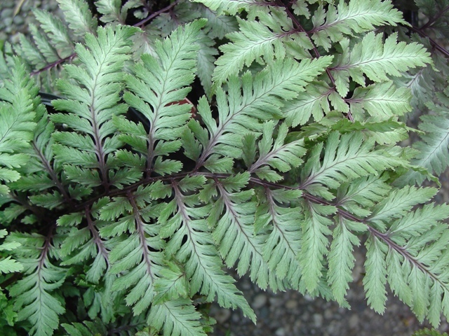 Japanese Painted Fern branch