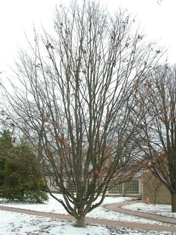 Persian Parrotia tree with no leaves