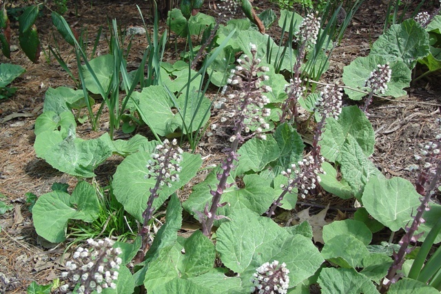 Japanese Butterbur flowers