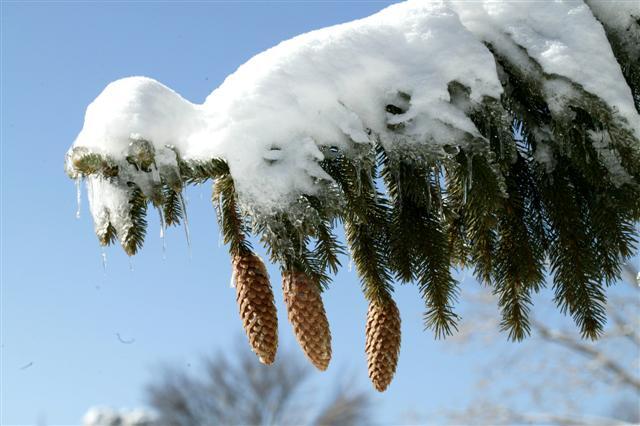 Norway Spruce tree with snow on branch