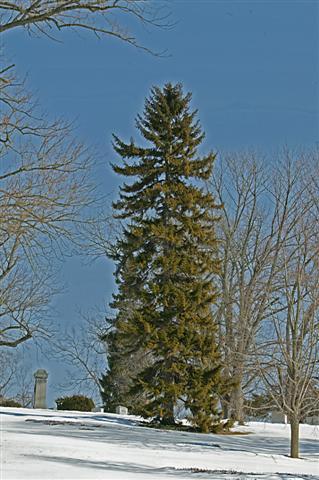 Oriental Spruce tree