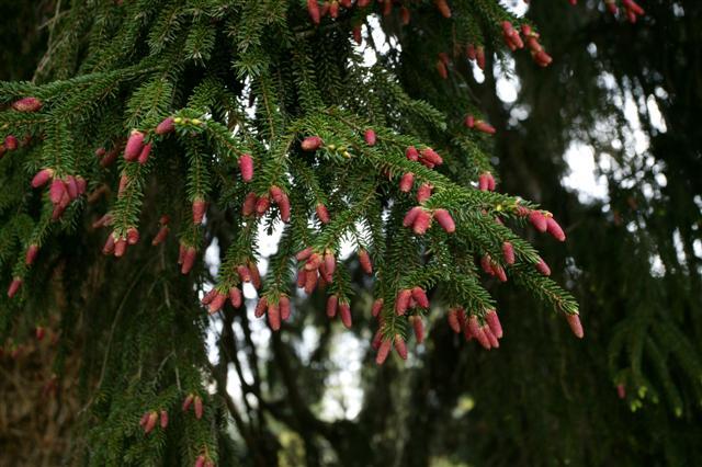 Oriental Spruce branch with buds